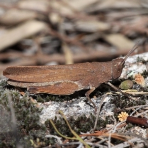 Goniaea opomaloides at Paddys River, ACT - 23 Dec 2016 03:30 PM
