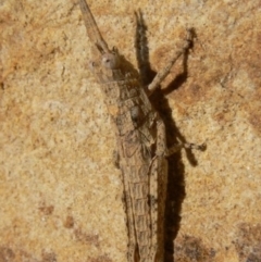 Coryphistes ruricola (Bark-mimicking Grasshopper) at Jerrabomberra, NSW - 4 Apr 2009 by HarveyPerkins