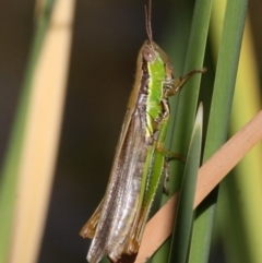 Bermius brachycerus (A grasshopper) at Uriarra Village, ACT - 26 Mar 2016 by HarveyPerkins