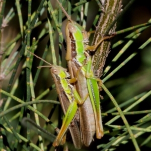 Bermius brachycerus at Paddys River, ACT - 26 Mar 2016 03:38 PM