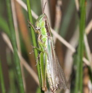 Bermius brachycerus at Duffy, ACT - 26 Mar 2016 01:21 PM