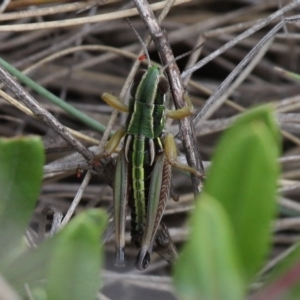 Kosciuscola cognatus at Cotter River, ACT - 17 Jan 2016 04:30 PM