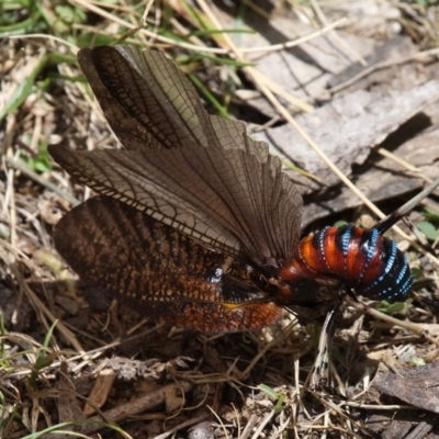 Acripeza reticulata (Mountain Katydid) at Cotter River, ACT - 17 Jan 2016 by HarveyPerkins