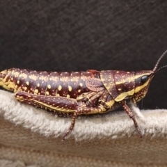 Monistria concinna (Southern Pyrgomorph) at Namadgi National Park - 17 Jan 2016 by HarveyPerkins