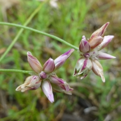 Laxmannia gracilis (Slender Wire Lily) at Canberra Central, ACT - 23 Dec 2016 by RWPurdie