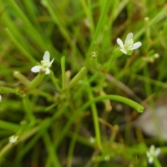 Stylidium despectum (Small Trigger Plant) at Aranda, ACT - 23 Dec 2016 by RWPurdie