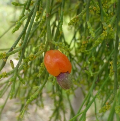 Exocarpos cupressiformis (Cherry Ballart) at Canberra Central, ACT - 23 Dec 2016 by RWPurdie