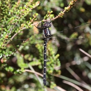 Eusynthemis guttata at Cotter River, ACT - 17 Jan 2016 11:04 AM