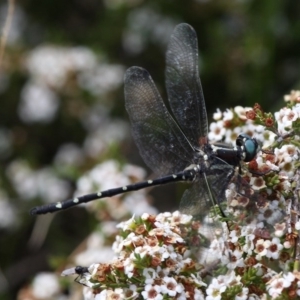 Eusynthemis guttata at Cotter River, ACT - 17 Jan 2016 03:33 PM