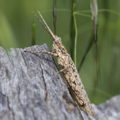 Coryphistes ruricola (Bark-mimicking Grasshopper) at Paddys River, ACT - 7 Nov 2010 by HarveyPerkins