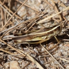 Macrotona australis (Common Macrotona Grasshopper) at Stromlo, ACT - 4 Jan 2014 by HarveyPerkins