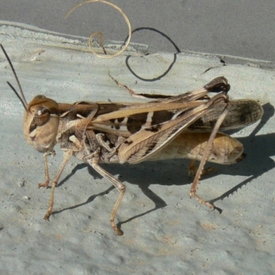 Oedaleus australis (Australian Oedaleus) at Jerrabomberra, NSW - 4 Apr 2009 by HarveyPerkins