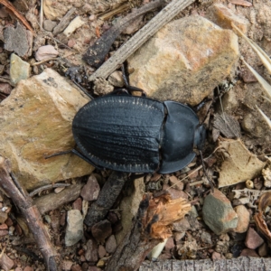 Celibe striatipennis at Sutton, NSW - 24 Dec 2016