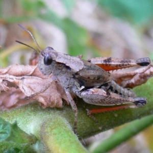 Phaulacridium vittatum at Kambah, ACT - 12 Mar 2009