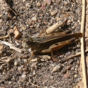 Phaulacridium vittatum at Kambah, ACT - 28 Mar 2009