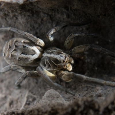 Tasmanicosa sp. (genus) (Unidentified Tasmanicosa wolf spider) at Mulligans Flat - 23 Dec 2016 by CedricBear