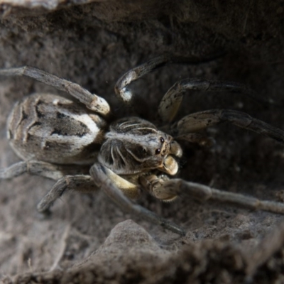 Tasmanicosa sp. (genus) (Tasmanicosa wolf spider) at Sutton, NSW - 24 Dec 2016 by CedricBear