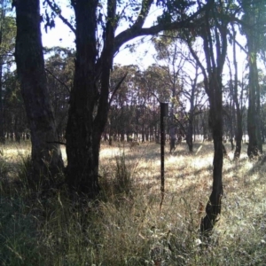 Macropus giganteus at Gungahlin, ACT - 24 Dec 2016