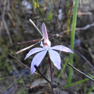 Caladenia fuscata at Fadden, ACT - 15 Oct 2016