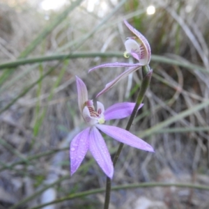 Caladenia carnea at Fadden, ACT - 15 Oct 2016