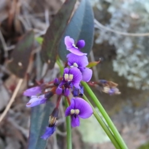 Hardenbergia violacea at Fadden, ACT - 15 Oct 2016 08:47 AM