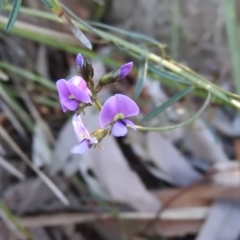 Glycine clandestina (Twining Glycine) at Fadden, ACT - 14 Oct 2016 by RyuCallaway