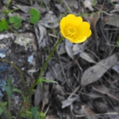 Ranunculus lappaceus at Fadden, ACT - 15 Oct 2016