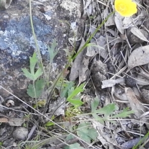 Ranunculus lappaceus at Fadden, ACT - 15 Oct 2016