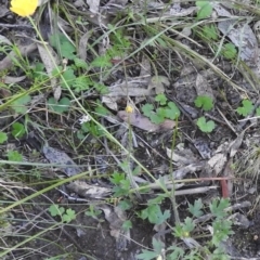 Ranunculus lappaceus at Fadden, ACT - 15 Oct 2016 08:57 AM