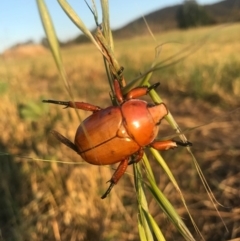 Anoplognathus montanus (Montane Christmas beetle) at Watson, ACT - 25 Dec 2016 by AaronClausen