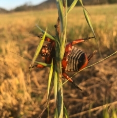 Anoplognathus montanus at Watson, ACT - 25 Dec 2016 07:37 PM