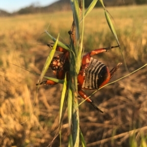 Anoplognathus montanus at Watson, ACT - 25 Dec 2016