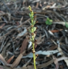 Microtis sp. (Onion Orchid) at Watson, ACT - 25 Dec 2016 by AaronClausen