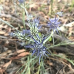 Eryngium ovinum (Blue Devil) at Watson, ACT - 25 Dec 2016 by AaronClausen