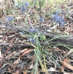 Eryngium ovinum at Watson, ACT - 25 Dec 2016