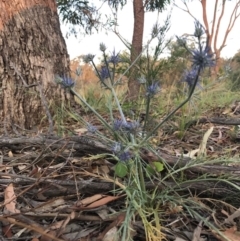 Eryngium ovinum at Watson, ACT - 25 Dec 2016