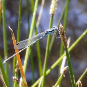 Austrolestes leda at Bruce, ACT - 23 Dec 2016 02:20 PM