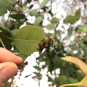 Chrysomelidae sp. (family) at Watson, ACT - 25 Dec 2016 08:27 PM