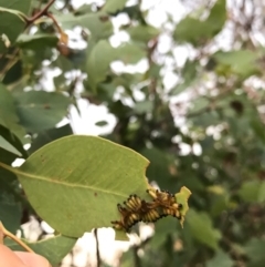 Chrysomelidae sp. (family) at Watson, ACT - 25 Dec 2016 08:27 PM