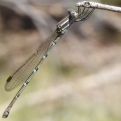 Austrolestes leda (Wandering Ringtail) at Bruce, ACT - 23 Dec 2016 by ibaird