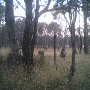 Macropus giganteus at Gungahlin, ACT - 25 Dec 2016