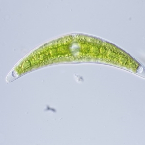 Closterium sp. at Paddys River, ACT - 7 Dec 2016