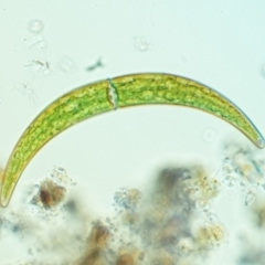 Closterium ehrenbergii (A green alga, Desmidiaceae) at Gibraltar Pines - 7 Dec 2016 by KenT