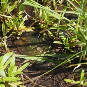 Tribonema sp. at Paddys River, ACT - 7 Dec 2016 10:56 AM