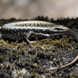 Eulamprus heatwolei at Paddys River, ACT - 7 Dec 2016