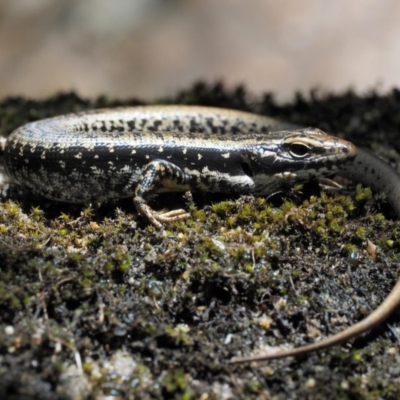 Eulamprus heatwolei (Yellow-bellied Water Skink) at Gibraltar Pines - 7 Dec 2016 by KenT