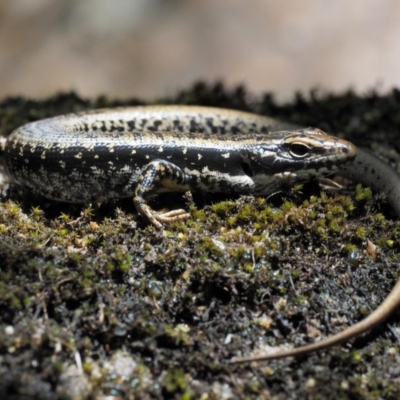 Eulamprus heatwolei (Yellow-bellied Water Skink) at Paddys River, ACT - 7 Dec 2016 by KenT