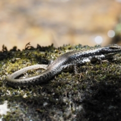 Eulamprus heatwolei at Paddys River, ACT - 7 Dec 2016