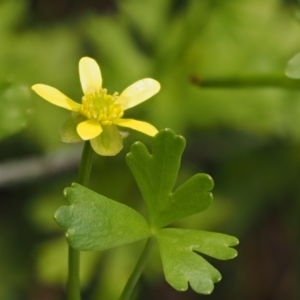 Ranunculus amphitrichus at Paddys River, ACT - 7 Dec 2016