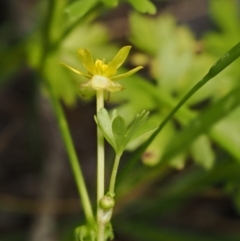 Ranunculus amphitrichus at Paddys River, ACT - 7 Dec 2016